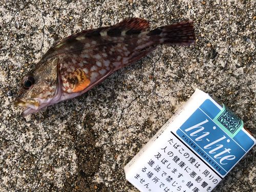 カサゴの釣果