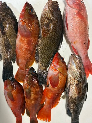 オオモンハタの釣果
