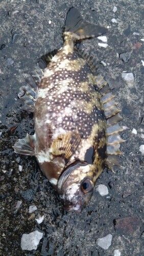 アイゴの釣果