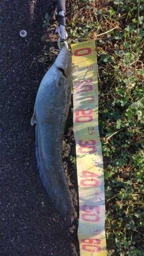 ナマズの釣果