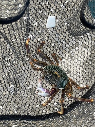 カニの釣果