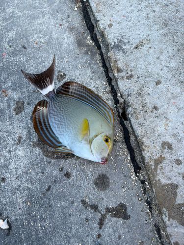 釣果
