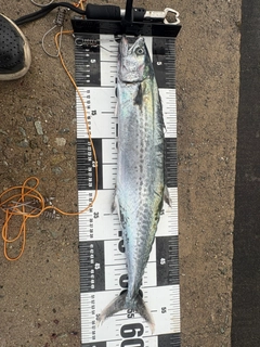 サゴシの釣果