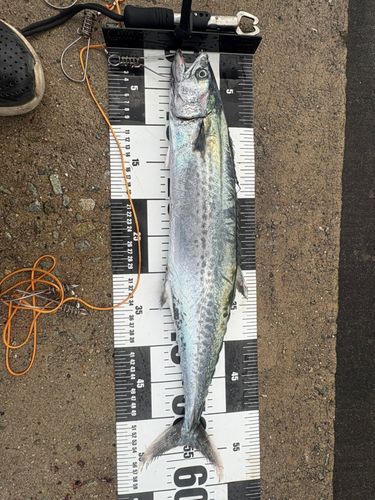 サゴシの釣果