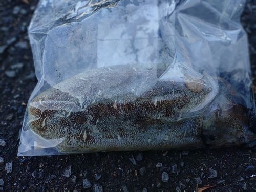 コウイカの釣果