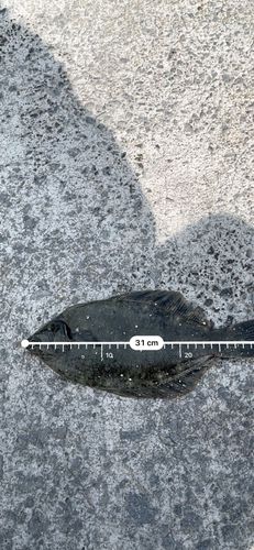 クロガシラガレイの釣果