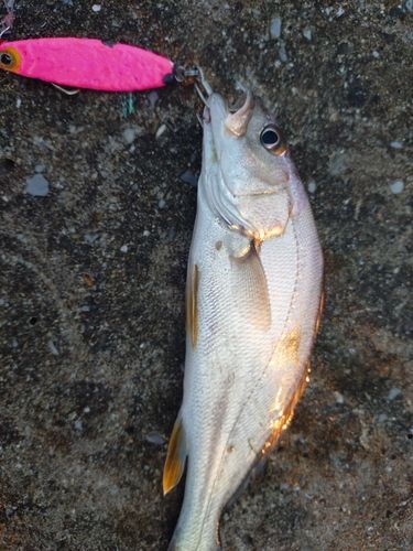 ニベの釣果