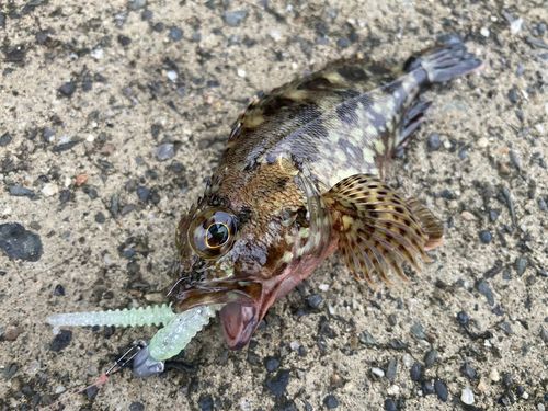 カサゴの釣果