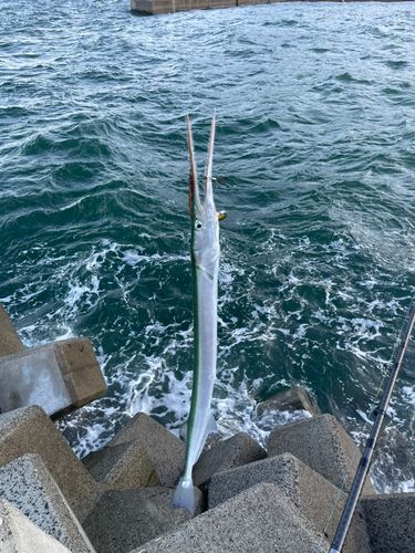 ダツの釣果