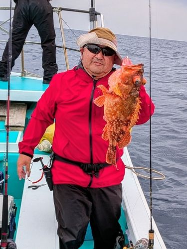 ウッカリカサゴの釣果