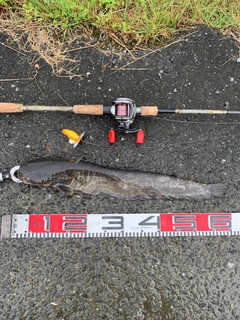 ナマズの釣果