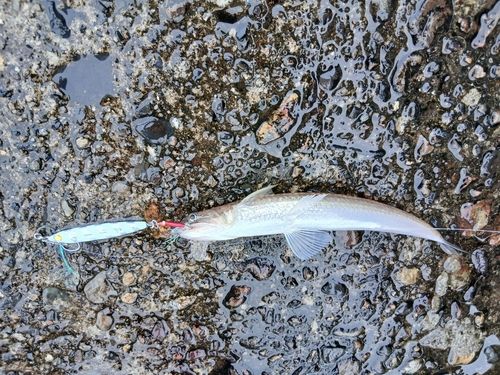 エソの釣果