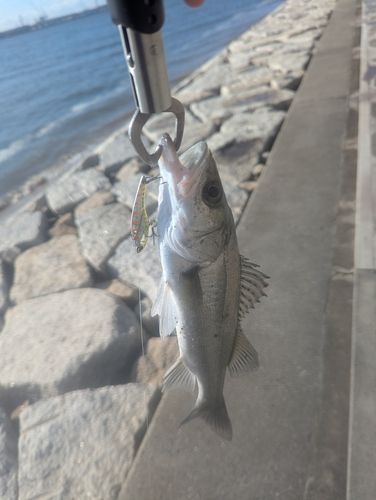 セイゴ（マルスズキ）の釣果