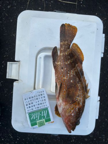 キジハタの釣果