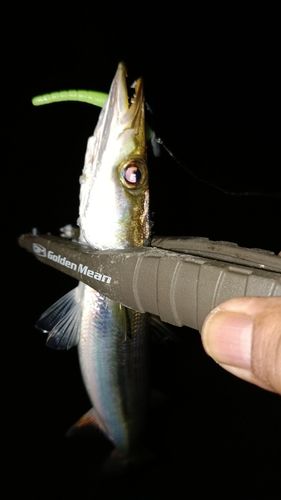 カマスの釣果