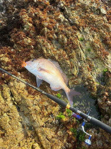 タイの釣果