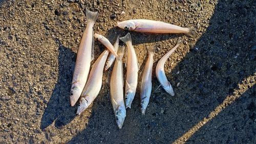 シロギスの釣果