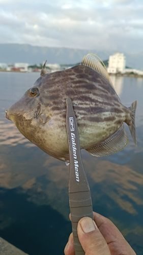 カワハギの釣果