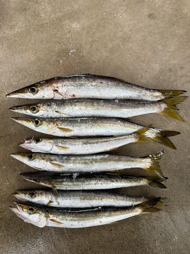 カマスの釣果