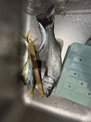 セイゴ（ヒラスズキ）の釣果