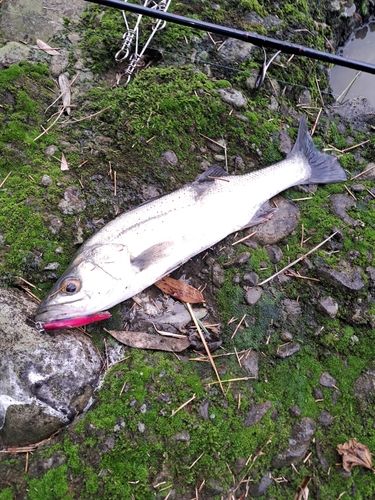 セイゴ（マルスズキ）の釣果