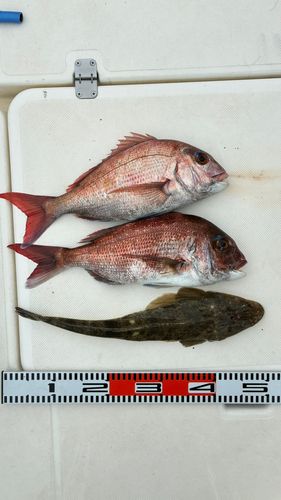 マダイの釣果