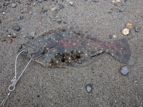 ヒラメの釣果