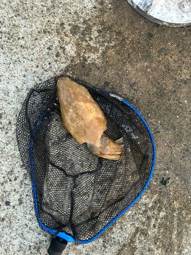 コウイカの釣果