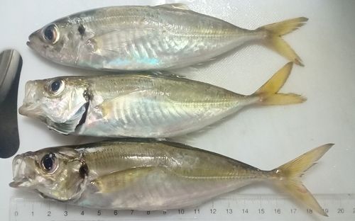 アジの釣果