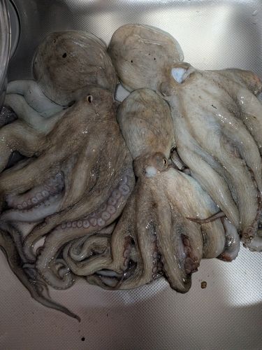 タコの釣果