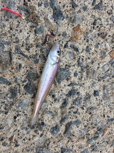 キスの釣果