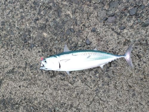 ソウダガツオの釣果