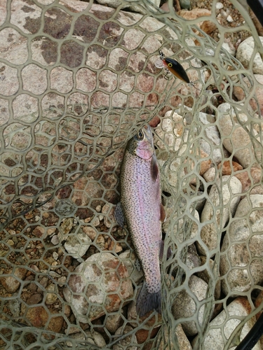 ニジマスの釣果