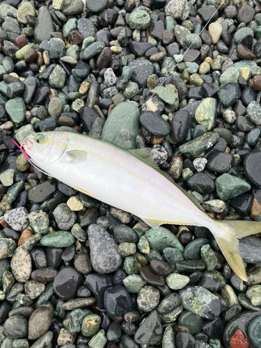 ワカシの釣果