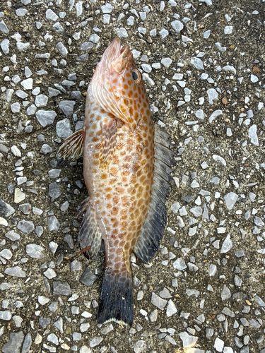 オオモンハタの釣果