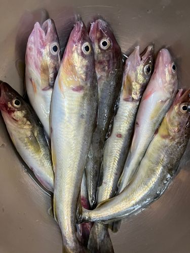 コマイの釣果