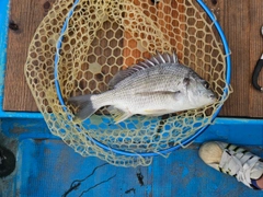 キビレの釣果