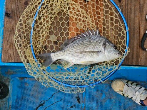 キビレの釣果