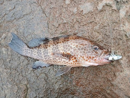 オオモンハタの釣果