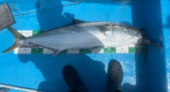 ヒラマサの釣果