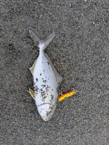ショゴの釣果