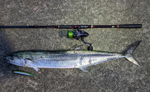 サワラの釣果