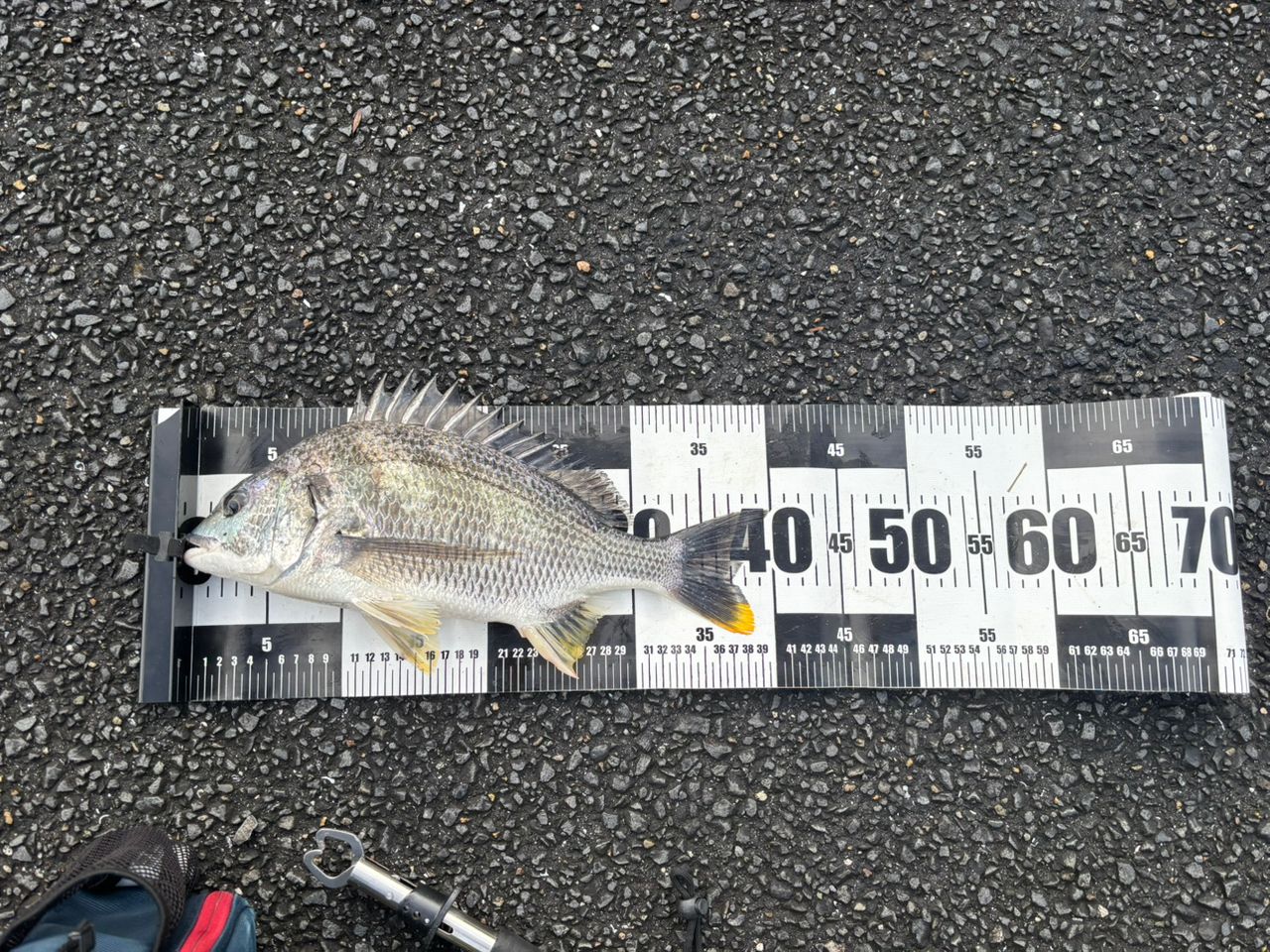 SHIMANO 22セフィア BB S86MLの最安値・インプレ・釣果 | 本音の口コミ