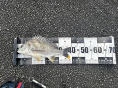 キビレの釣果