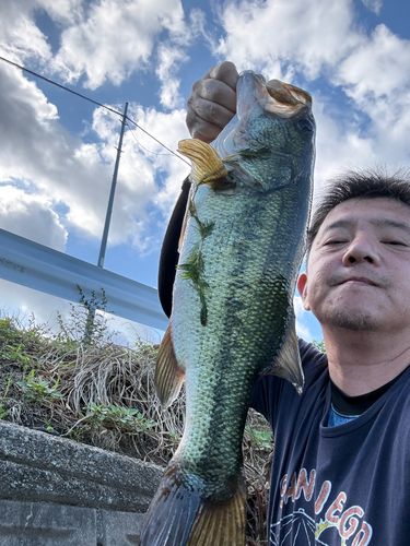 ラージマウスバスの釣果
