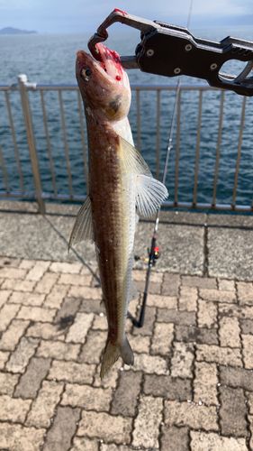 エソの釣果