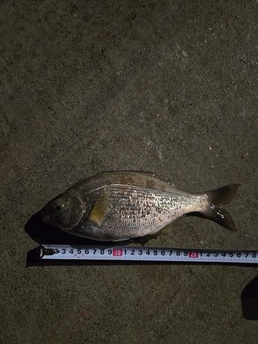 ウミタナゴの釣果