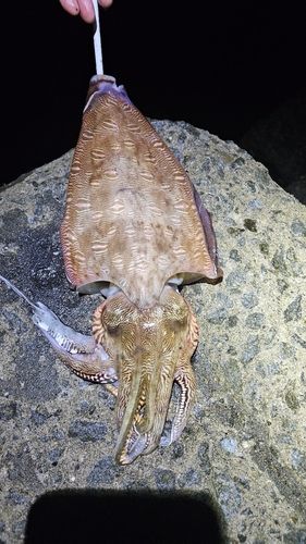 モンゴウイカの釣果