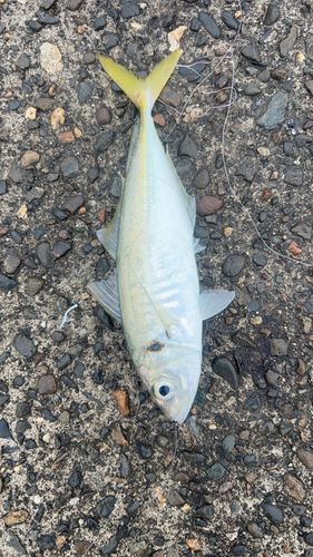 マアジの釣果