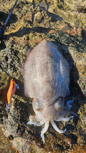 モンゴウイカの釣果
